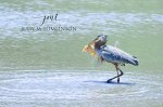 Heron Fishing 02.jpg