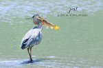 Heron Fishing 03.jpg