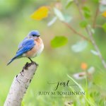 Eastern Bluebird in the Meadow.jpg