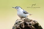 White-Breasted Nuthatch 10.jpg