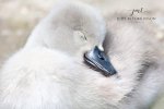 Cygnet 01 2019.jpg