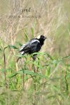 Bobolink 01.jpg
