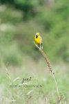 Eastern Meadowlark.jpg