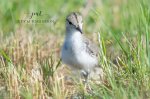 Spotted Sandpiper Chick 01.jpg