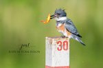 Belted Kingfisher 03.jpg