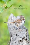 Song Sparrow Posing.jpg