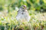 Savannah Sparrow 02.jpg