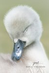 Portrait of a Cygnet.jpg
