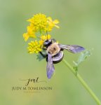 Bee Nectaring on a Flower.jpg