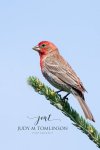House Finch.jpg