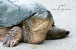 Snapping Turtle.jpg
