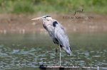 Great Blue Heron in the Pond.jpg