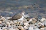 Spotted Sandpiper 04.jpg