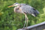 Great Blue Heron on the Deck.jpg