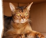 abyssinian_01.jpg