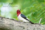 Red-Headed Woodpecker 02.jpg