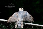 Cooper's Hawk 03.jpg