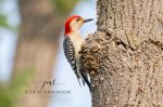 Red-Bellied Woodpecker 05.jpg