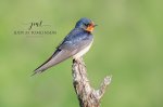 Barn Swallow 05.jpg