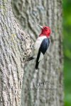 Red-Headed Woodpecker 03.jpg