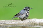 Red-Breasted Nuthatch Bathtime 01.jpg