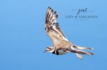 Killdeer Flyby.jpg