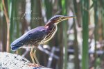 Green Heron at Saunders Pond 01.jpg