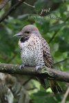 Backyard Baby Flicker.jpg