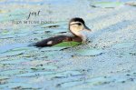 Baby Wood Duck.jpg