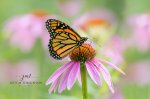 Monarch in the Wildflowers 02.jpg
