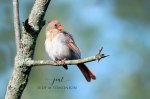 Female Cardinal 02.jpg