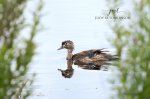 Wood Duck at Saunders Pond.jpg