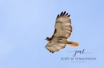 Red-Tailed Hawk 04.jpg