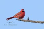 Male Cardinal 03.jpg