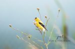 American Goldfinch Having a Snack.jpg
