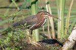 Baby Green Heron with Snack.jpg