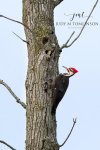 Male Pileated Woodpecker 02.jpg
