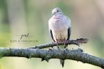 Mourning Dove.jpg