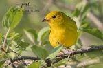 Yellow Warbler 09.jpg