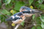 Two Baby Barn Swallows.jpg