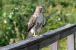 Red-Tailed Hawk on the Deck.jpg
