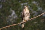 Red-Tailed Hawk at Sunset.jpg