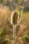 Sunset Teasel.jpg