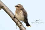 Baby Cedar Waxwing 01.jpg