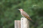Female Northern Flicker.jpg
