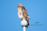 Red-Tailed Hawk 05.jpg