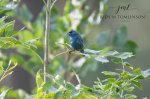 Indigo Bunting at Saunders Pond.jpg
