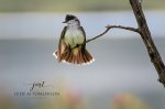 Eastern Kingbird Showing Off.jpg