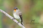 Eastern Phoebe with Something to Say.jpg