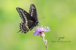 Swallowtail Butterfly.jpg